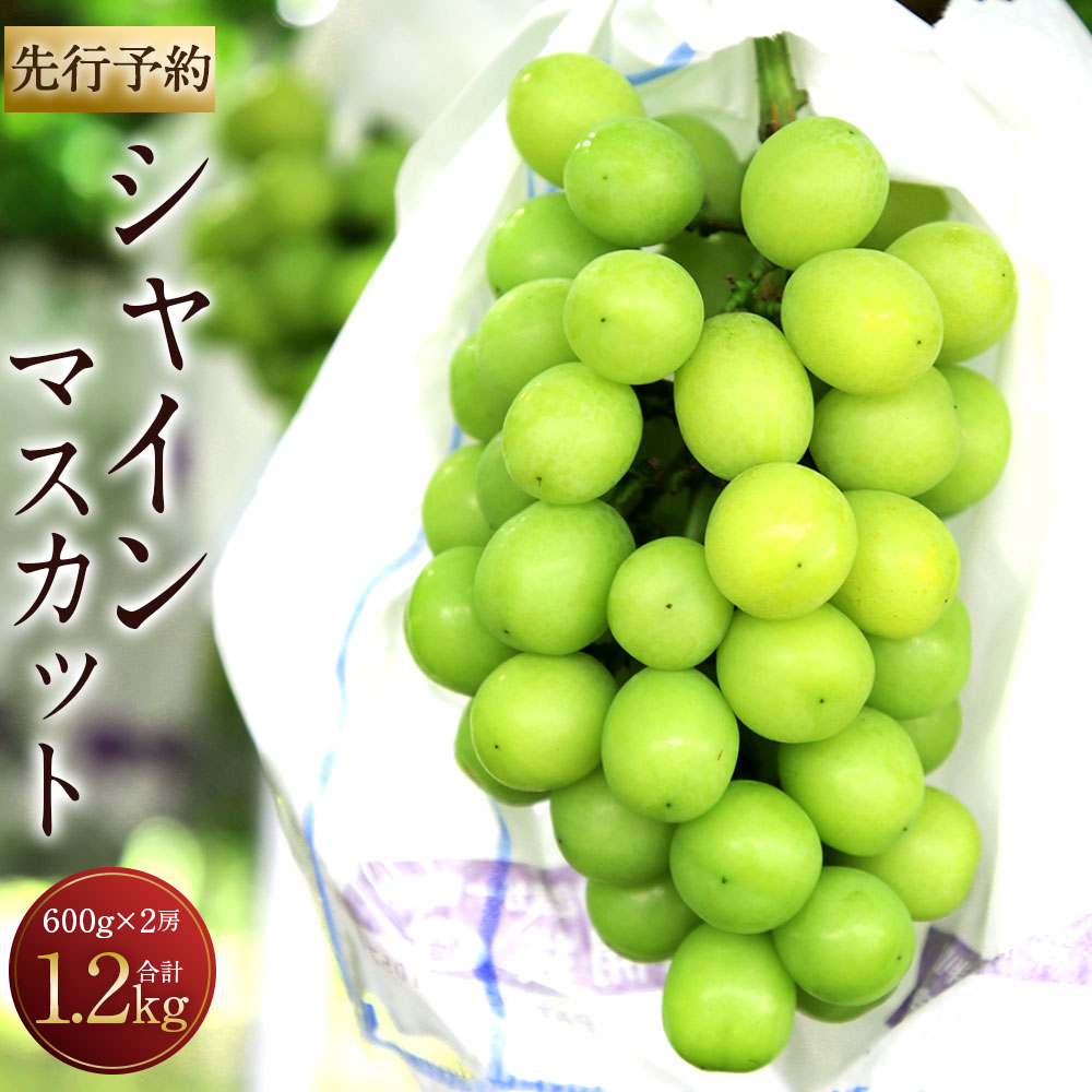 【ふるさと納税】【先行予約】シャインマスカット 2房 合計1.2kg 1房600g 糖度20度以上 種なし セット ぶどう 果物 フルーツ ギフト 贈り物 大分県産 豊後大野市産 九州産 国産 冷蔵 送料無料【2025年9月下旬から10月下旬発送予定】