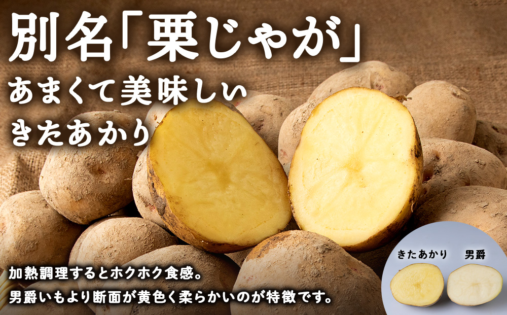 【2026年 秋 発送】じゃがいも 10kg 北海道 きたあかり ジャガイモ 芋 いも