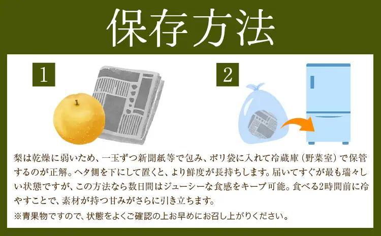 先行予約 旬の梨 約4kg 梨