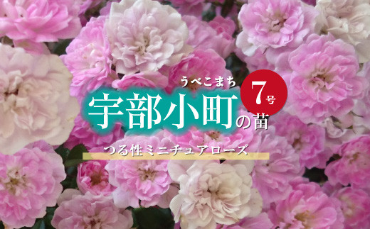 
【チョイス限定】つる性ミニチュアローズ宇部小町（うべこまち）の苗（7号）【山口県 宇部市 花 薔薇 バラ ギフト 母の日 ピンクの花 贈り物】
