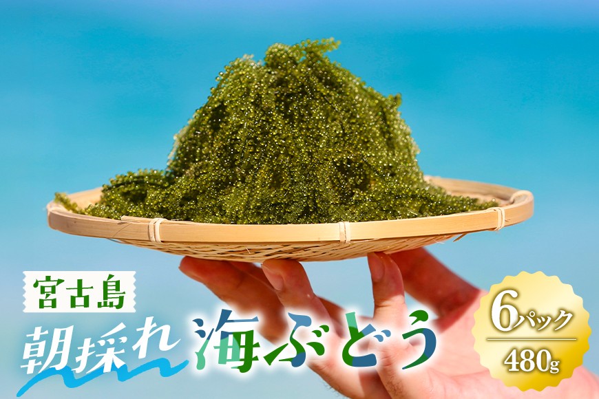 
宮古島朝採れ海ぶどう（6パック）
