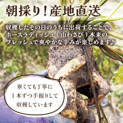 ふるさと納税 宮城県 【西根の森から直送】ホースラディッシュ(500g) 宮城県産 朝採り農家直送の山わさび |  | 02
