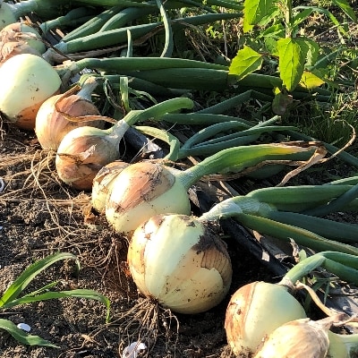 玉ねぎ(野菜)5kg(栽培期間農薬不使用)お中元・ギフトに(大潟村)【配送不可地域：離島・沖縄県】