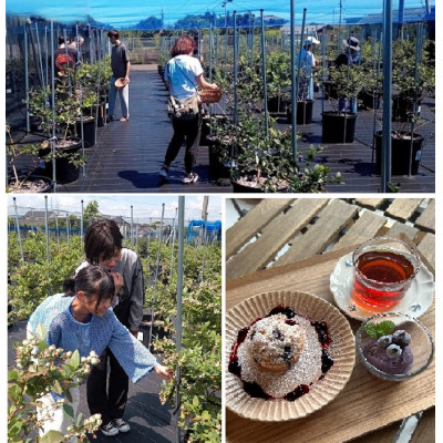 
                  ブルーベリーの旅!摘み&スイーツ体験(ペア)チケット【1588063】
                