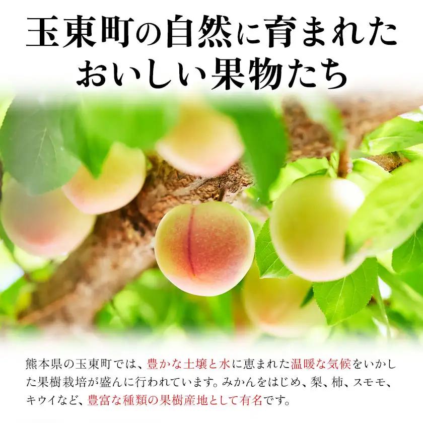 ハニーローザシャーベット 12個 ぷらっとぎょくとう《60日以内に出荷予定(土日祝除く)》 熊本県 玉名郡 玉東町 スモモ すもも 果物 デザート スイーツ フルーツ 旬 シャーベット アイス セット