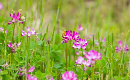 春のれんげ蜜 2本 セット 合計600g (300g×2本) 鹿児島 はちみつ 蜂蜜 れんげ蜜 鹿児島県産 薩摩川内市 東郷町 ふるさと納税 ASR-8108