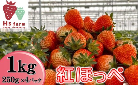 新鮮いちご〈品種：紅ほっぺ〉 1kg (250g×4パック)【数量限定 / 先行予約】 旬の時期に収穫してすぐ発送！ 【 訳あり いちご フルーツ 旬 小分け 人気 岩手 陸前高田 】2025年1月中旬頃から順次発送