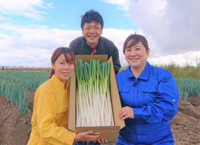 【先行予約】【訳あり】鳥取県産　白ネギの4kgバラ詰め合わせ【12月～4月末お届け】