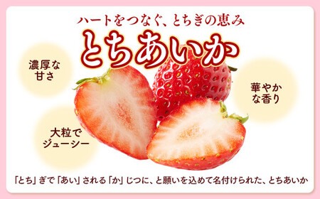 栃木県産 こだわり とちあいか【300g以上×2パック】| 家庭用 完熟 朝摘み 苺 いちご イチゴ とちあいか 果物 フルーツ 秀品 贈答 栃木県 壬生町 産地直送 ※2025年12月中旬頃より順次