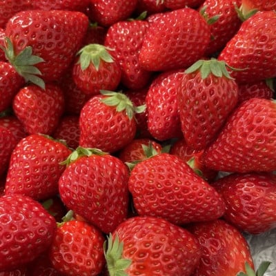 
            あきる野ストロベリーフィールズ　朝採り完熟いちご/約400g＜2026年1月～3月中旬発送＞【1459301】
          