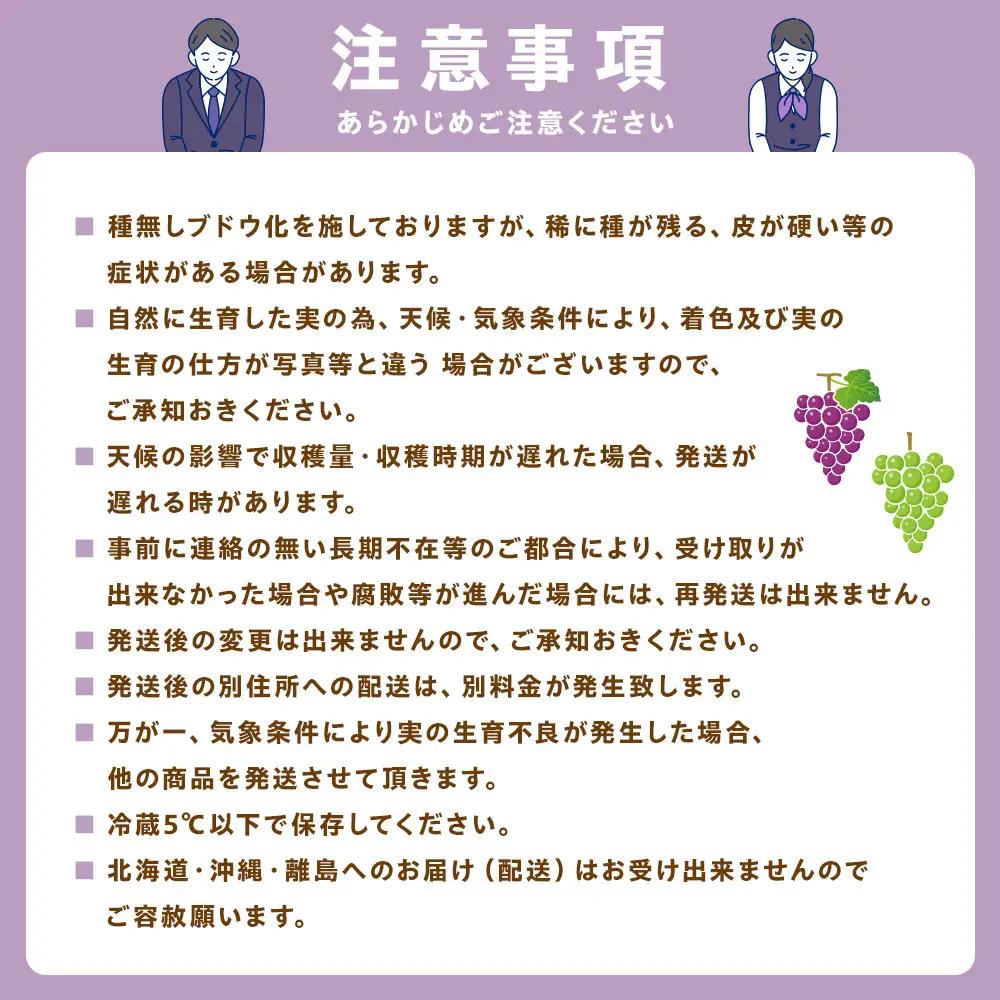 累計注文数1000件突破！2026　ナガノパープル　【訳あり粒抜け等】　房複数　約1kg弱　長野県産  【10月初旬頃～順次発送予定】国際特許有機肥料栽培