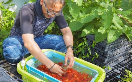 野菜ソムリエサミット金賞受賞！ なまらトマトジュース＋特製ペアグラスセット トマトジュース 野菜ジュース トマト ミニトマト 野菜 ジュース グラス セット 無塩 国産