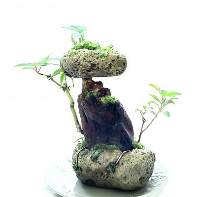 ふるさと納税 豊川市 苔盆景　苔盆栽　森の秘境 |  | 03