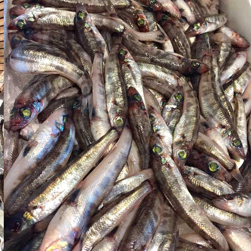 いわき市の魚 めひかりの干物 24尾 ｜ メヒカリ 干物 ひもの 贈答 贈り物 ギフト ｜ 福島県 いわき市 大川魚店 CK007