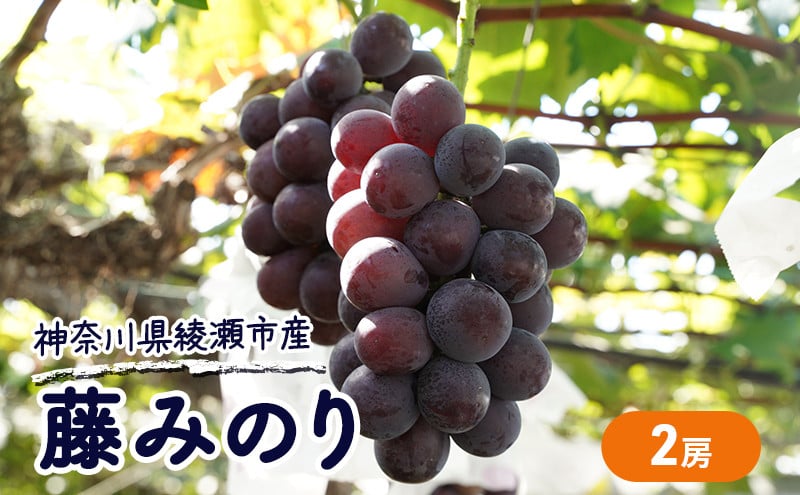 
            大玉 高級品種ぶどう 藤みのり 2房 ぶどう 藤稔 神奈川県 綾瀬市産 果物 フルーツ 最高級 品質 甘い 産地直送 果汁 贈り物 ギフト
          