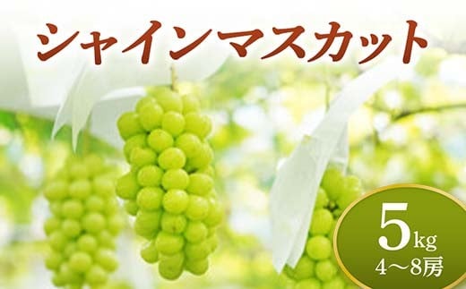 《先行予約 2025年度発送》 シャインマスカット 約5kg  マスカット ぶどう ブドウ 葡萄 デザート フルーツ 果物 くだもの 果実 食品 山形県 FSY-0707