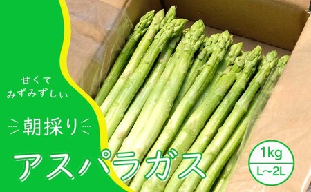 【先行予約】発送2026年4月 アスパラガス 小郡産 朝採りアスパラガス 1kg (L、2Lサイズ混) 野菜 永利農園 
