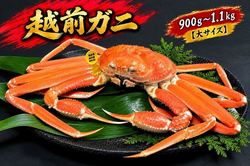 【ふるさと納税】【12月出荷】かに 越前ガニ 900g～1.1kg 1杯 【大サイズ】ボイル 茹で 越前がに 越前かに ずわいがに ズワイガニ カニ 姿 蟹鍋 献上ガニ 産地直送 お歳暮 福井県おおい町 ギフト　お届け：2026年12月1日～2026年12月26日まで