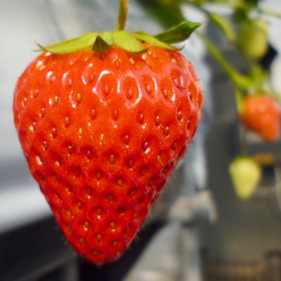 掛川産『ミズノ農園の完熟冷凍紅ほっぺ』500g×4袋【配送不可地域：離島・北海道・沖縄県・東北・中国・四国・九州】