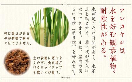 アレカヤシ 8号 ストライプバスケット鉢カバー 土の表面:ウッドチップ 【観葉植物 植物 アレカヤシ 8号 バスケット 鉢付 インテリア 部屋 室内 オフィス 癒し エコ グリーン マイナスイオン リ