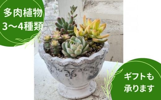 
多肉植物の寄せ植え　M ギフト 観葉植物
