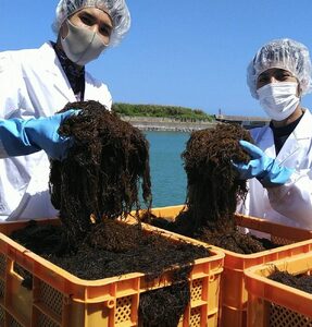 沖縄県産もずく(500g×3袋)とあおさ(25g×2袋) セット もずく あおさ アーサ 海藻 国産 小分け 沖縄市 / 合同会社沖縄直販[BCDM003]