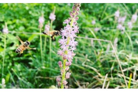 石鎚養蜂の百花はちみつ（1個）｜ 純粋蜂蜜