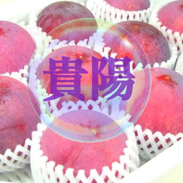 
            【生産者直送】でっかいじゃん！すももの王様 貴陽 12個（2個入り×6パック）【2026年発送】（ISI）B15-801 【貴陽 すもも スモモ 令和8年発送 期間限定 山梨県産 甲州市 フルーツ 果物】
          