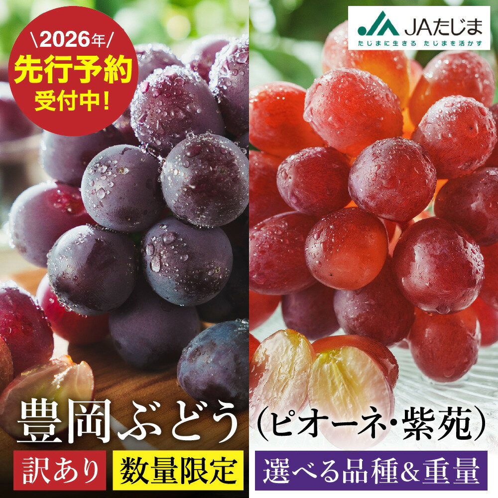 【ふるさと納税】【2026年先行予約】数量限定 訳あり 豊岡ぶどう ピオーネ・紫苑 選べる内容量 2・4・6・8パック / 1パック約300g ピオーネ 紫苑 ブドウ 葡萄 訳ありぶどう 大粒 強い甘み 爽やかな酸味 新鮮 果物 産地直送 くだもの フルーツ