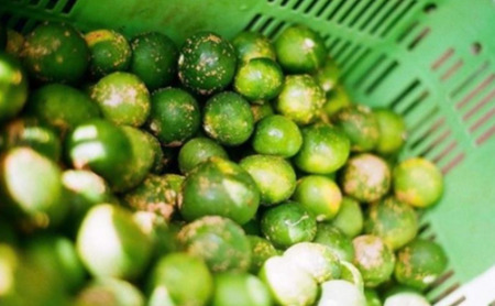 神奈川SDG's　青ミカンROCKビタースカッシュ6本＆ハチミツスクイーズ2個　【逗子市・平塚市　共通返礼品】