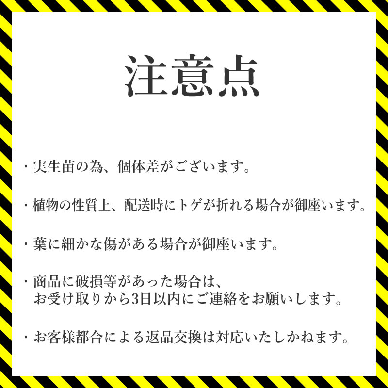 多肉植物 インテリア アガベ チタノタ銘品2種 セット 3.5号鉢 白鯨 シーザー 四国ガーデン 人気 観葉植物 グリーン リラックス 伊予市｜C133