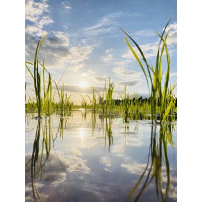 ふるさと納税 新庄市 黒澤のササニシキ 10kg(精米) |  | 02