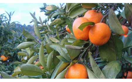 【2026年1月発送予約】 ご家庭用 こだわりの有田みかん 約6kg＋250g(傷み補償分) 【 光センサー選別 農家直送 / みかん ミカン 有田みかん 温州みかん 柑橘 フルーツ 果物 くだもの 