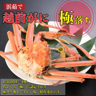 ふるさと納税 越前町 【2026年11月中旬頃より順次発送】《浜茹で》越前がに　極落ち(1.5kg以上×1杯)