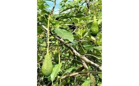 先行受付】油分たっぷり！！露地栽培の国産アボカド 1kg【TF001_x】| 国産 アボカド 松山アボカド アボガド サラダ アボガド 国産 アボカド 松山アボカド アボガド サラダ アボガド
