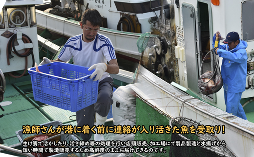 【年12回毎月】福津の旬の魚介類こだわり定期便【加工承り】【随時開始】[G7016]