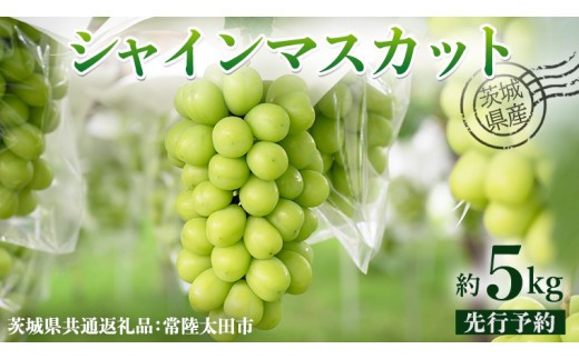 
                  【 先行予約 】茨城県産 シャインマスカット 約 5kg 6房入り ( 茨城県共通返礼品 : 常陸太田市 )【 2026年 9月中旬頃より発送 】 シャインマスカット フルーツ ぶどう 葡萄 ブドウ マスカット 果物 期間限定 数量限定
                