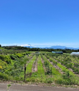 山梨県産（明野産）冷凍　ブルーベリー500g　ブルーベリー 冷凍 500g 無農薬 期間限定 数量限定 フルーツ くだもの 冷凍フルーツ 新鮮 ジュース ジャム お菓子 山梨県 北杜市 明野町