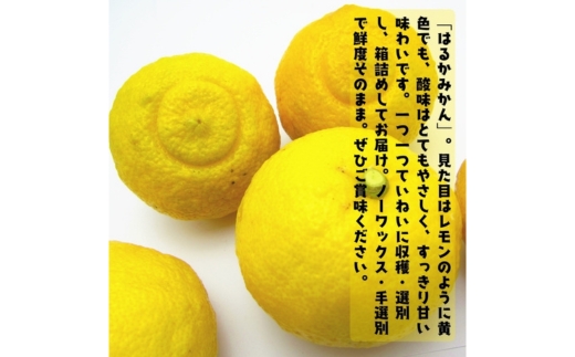 【特選】はるか 2kg ｜ 蜜柑 柑橘 果物 フルーツ くだもの 果実 国産 和歌山