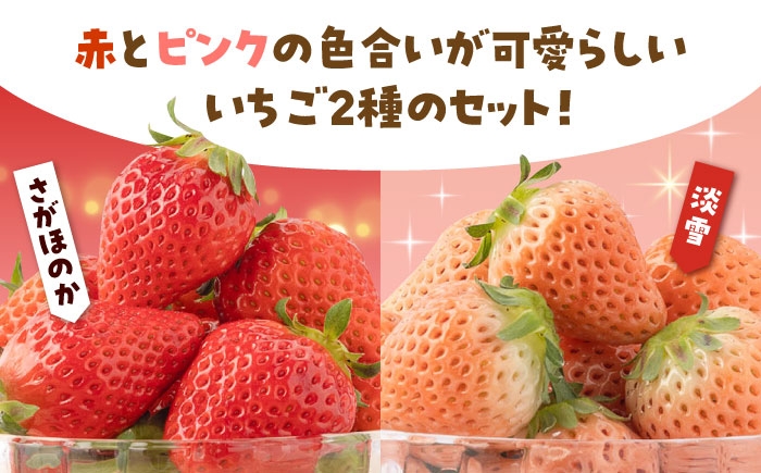 赤と白のイチゴの食べ比べセット！贈答・お土産にピッタリ。