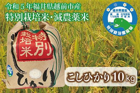 【令和6年度産・新米】 福井県越前市産コシヒカリ　福井県特別栽培米　10kg