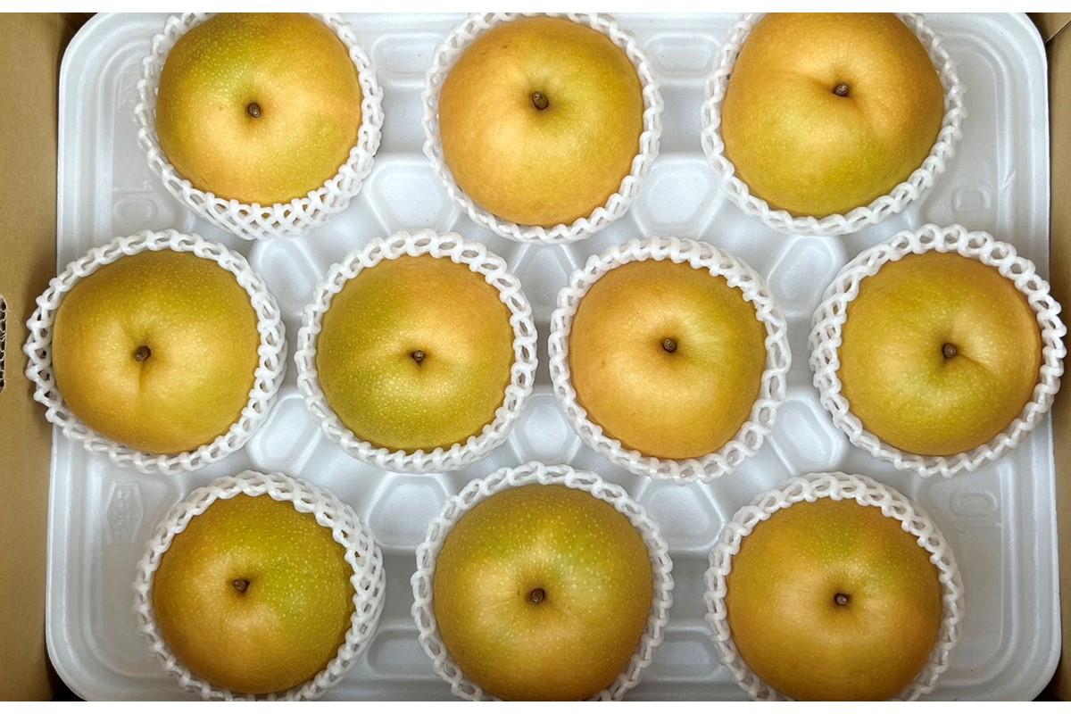 【先行予約／数量限定200】京丹後産 新興梨 大玉 5kg（6～10玉入り）（2025年10月上旬～発送）　HF00002