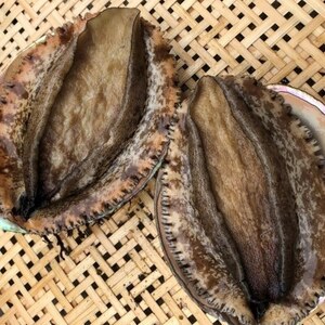 【先行予約】【金曜日発送】漁師直送!天然活メガイアワビ約500～600g(1～2枚)【配送不可地域：離島・北海道・沖縄県・中国・四国・九州】【1693534】