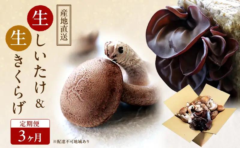 【 産地直送 】 有機JAS 生椎茸 800g ＆ 生きくらげ 200g 定期便 きくらげ