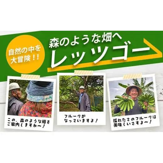 ＜1回1組限定プライベート体験ツアー！＞農薬を使わない、仲原さんの「森のような畑」OI-21-1