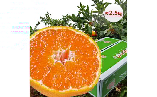 【B06065】山北みかん 2.5kg・サイズお任せ［期間限定品］