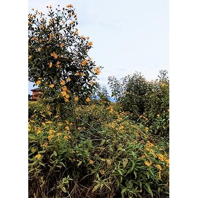 ふるさと納税 つくば市 ヤーコン&菊芋の計約3kg(各 約1.5kg)セット |  | 02