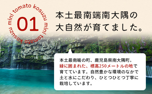 田淵さんちの美味しいミニトマト 小鈴約2kg（1.0kg×2箱） GP-709| 野菜 トマト ミニトマト 産地直送 ミニトマト 新鮮 トマト 南大隅町産 ミニトマト おいしい ミニトマト