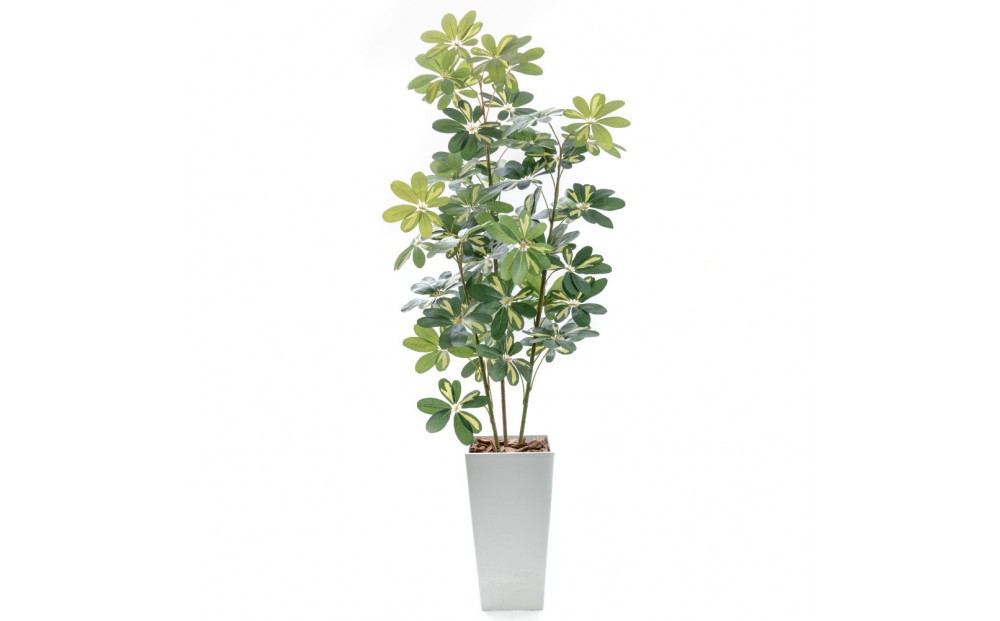 
                  人工観葉植物 カポック斑入り 160cm 樹脂鉢Lサイズ白 SC触媒加工済
                