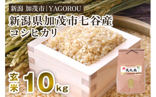 【令和7年産新米先行予約】新潟県加茂市 七谷産コシヒカリ  玄米10kg  《10月中旬～順次発送》 新潟産コシヒカリ 豊かな山水で育った天水米 加茂市 YAGOROU ヤゴロウ